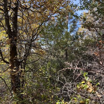Heaps Peak Arboretum  - Botanical Gardens Near Me - Lake Arrowhead, California