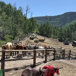 Vail Stables - Great Trail Tides through the Aspens.