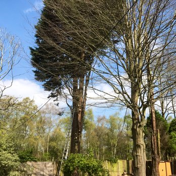 Surrey Trees - Tree Services Near Me - Camberley, SRY Surrey Trees - Tree Services Near Me - Camberley, SRY
