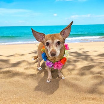 Gentle Hands Grooming - My dogs got to go to Hawaii without me!!! - Pet Groomers Near Me - Henderson, Nevada Gentle Hands Grooming - My dogs got to go to Hawaii without me!!! - Pet Groomers Near Me - Henderson, Nevada