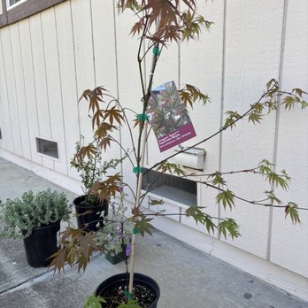 Sloat Garden Center - Dragon Tears Japanese Maple (acer palmatum) - Nurseries & Gardening Near Me - Concord, California Sloat Garden Center - Dragon Tears Japanese Maple (acer palmatum) - Nurseries & Gardening Near Me - Concord, California