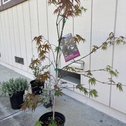 Sloat Garden Center - Dragon Tears Japanese Maple (acer palmatum)