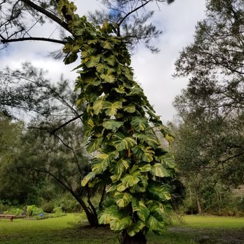 The Lotus Pond - Cool tree and plant combo - Pilates Near Me - Tampa, Florida