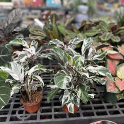 Pat's Farms Garden Center