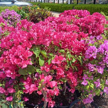 Calloway's Nursery - Nurseries & Gardening Near Me - Dallas, Texas Calloway's Nursery - Nurseries & Gardening Near Me - Dallas, Texas