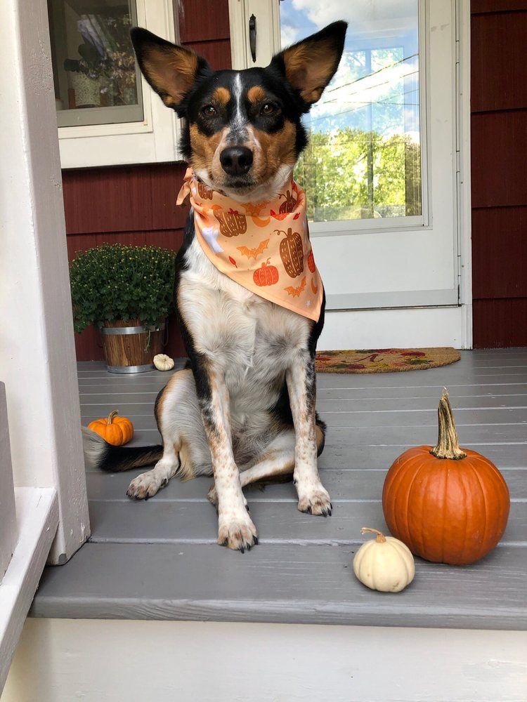 CRITTER CAVALRY RESCUE Updated October 2024 83 Photos & 68 Reviews