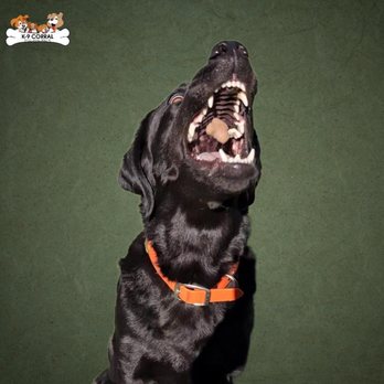 K-9 Corral - Pet Sitting Near Me - Casper, Wyoming K-9 Corral - Pet Sitting Near Me - Casper, Wyoming
