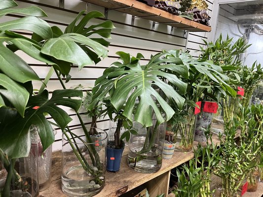 Dahing Plants & Landscaping by null