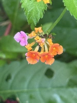 Philippe Park by null