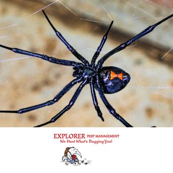 Explorer Pest Management - Pest Control Near Me - Sacramento, California Explorer Pest Management - Pest Control Near Me - Sacramento, California