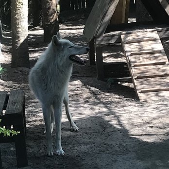 Shy Wolf Sanctuary Education & Experience Center - Animal Shelters Near Me Shy Wolf Sanctuary Education & Experience Center - Animal Shelters Near Me