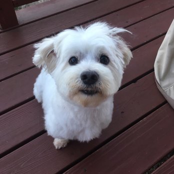Janice's Dog Grooming - Super happy with the puppy cut! Our 8 years old Maltese look young again :) - Pet Groomers Near Me - Scotts Valley, California