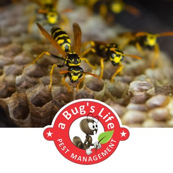 A Bug's Life Pest Management - Pest Control Near Me - Naples, Florida A Bug's Life Pest Management - Pest Control Near Me - Naples, Florida