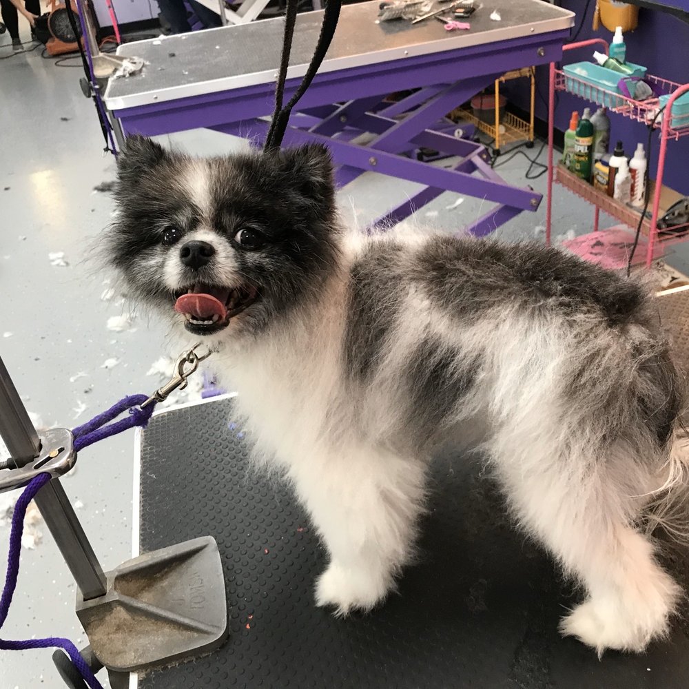 Pin Up Pets - My Toy Pomeranian Bubbles - Pet Groomers Near Me - Chandler, Arizona Pin Up Pets - My Toy Pomeranian Bubbles - Pet Groomers Near Me - Chandler, Arizona