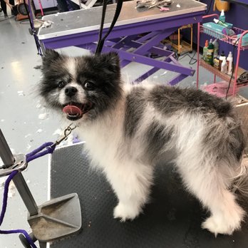 Pin Up Pets - My Toy Pomeranian Bubbles - Pet Groomers Near Me - Chandler, Arizona Pin Up Pets - My Toy Pomeranian Bubbles - Pet Groomers Near Me - Chandler, Arizona