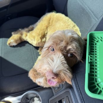 4 Paws Grooming - Pet Groomers Near Me - Lancaster, California 4 Paws Grooming - Pet Groomers Near Me - Lancaster, California
