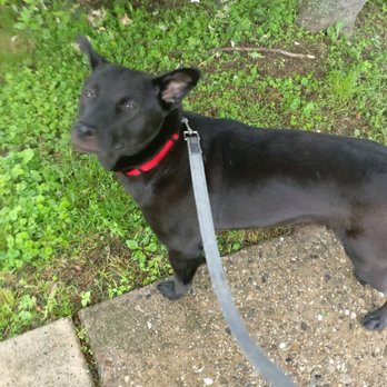 Care Fur Pets - Picture update from Kelly while out on walk with Luna - Pet Sitting Near Me Care Fur Pets - Picture update from Kelly while out on walk with Luna - Pet Sitting Near Me