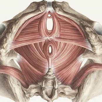 The Pelvic Trainer - Jae Physical Therapy - Pelvic floor - Physical Therapy Near Me - Davie, Florida The Pelvic Trainer - Jae Physical Therapy - Pelvic floor - Physical Therapy Near Me - Davie, Florida