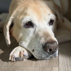 A Pet's Farewell