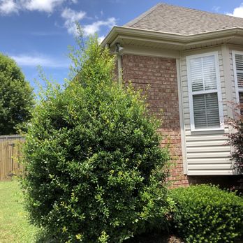 Progress Residential - They won't trim the trees. Stating they need to be over 8-ft tall to cut. The trees are touching the roof which is 16ft high. - Real Estate Services Near Me - Nashville, Tennessee