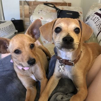 Dogspeak Dog Training - Dog Walkers Near Me Dogspeak Dog Training - Dog Walkers Near Me