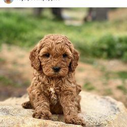 Royal poodle puppies - Australian Labradoodle Teddy Bears.