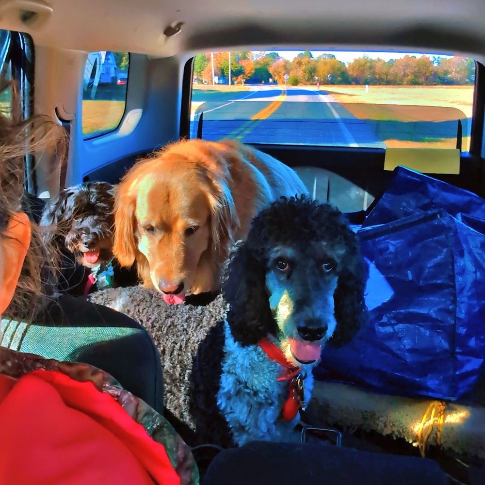 Paw Pals Delmarva - Fenwick (right) and Sandy (left) running an errand with Nicole. Loved this Pic because they looked so happy. - Dog Walkers Near Me - Ocean View , Delaware Paw Pals Delmarva - Fenwick (right) and Sandy (left) running an errand with Nicole. Loved this Pic because they looked so happy. - Dog Walkers Near Me - Ocean View , Delaware