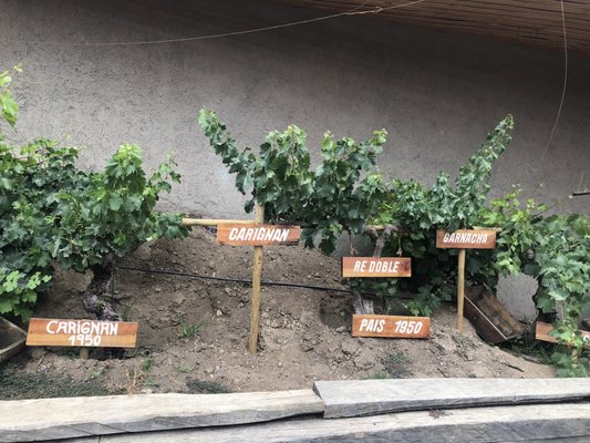 Bodegas RE by null