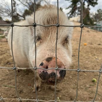 Carl's Damaged Pet Warehouse - Pig - Local Flavor Near Me - Gilbert, Arizona