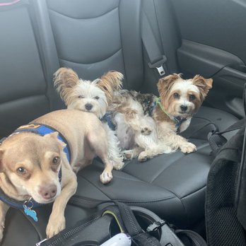Sydnee's Pet Grooming - Best Yorkie haircuts! - Pet Groomers Near Me - San Marcos, California