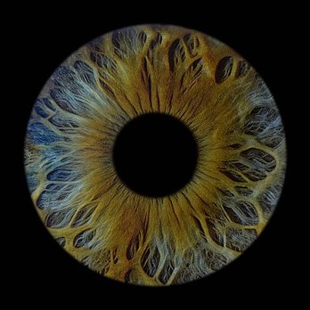 Art Iris - Session Photography Near Me - Montreal, Quebec