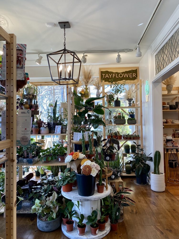 THE JUNGLE CLT 224 East Blvd, Charlotte, North Carolina Nurseries