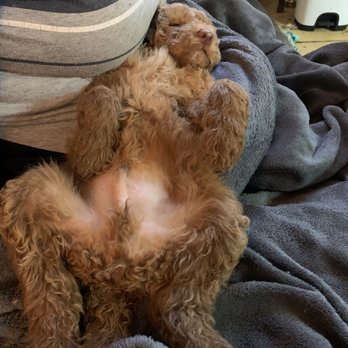Oley Valley Animal Clinic - Red. Most laid back, sweet puppy ever - Veterinarians Near Me - Oley, Pennsylvania Oley Valley Animal Clinic - Red. Most laid back, sweet puppy ever - Veterinarians Near Me - Oley, Pennsylvania