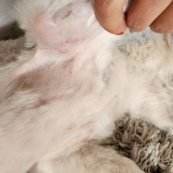 PetSmart Grooming