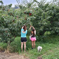 Poole Family Farms - Picking cherries