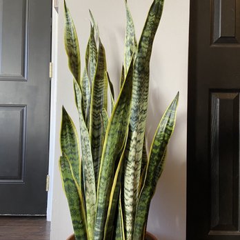 Big Plants - Sansevieria Laurentii - Nurseries & Gardening Near Me - Chicago, Illinois