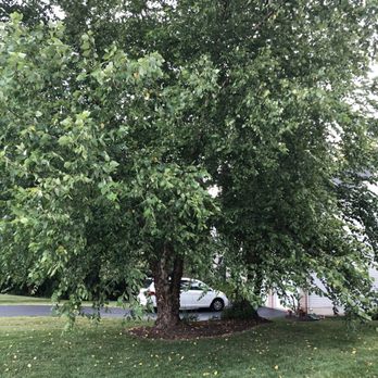 Stringfellow's Tree Service - Tree Services Near Me - Amissville, Virginia Stringfellow's Tree Service - Tree Services Near Me - Amissville, Virginia