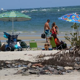 Dog Friendly Beach