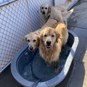 Creekside Pet Boarding - Golden Girls! - Pet Training Near Me - Arroyo Grande, California Creekside Pet Boarding - Golden Girls! - Pet Training Near Me - Arroyo Grande, California