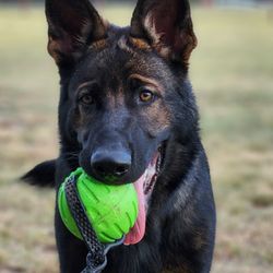 Ears Up K9 Training - Build drive with safe toys