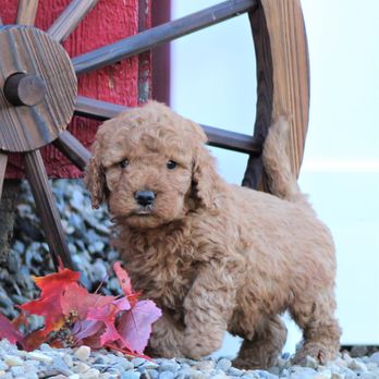 Top Notch Paws Puppies - Pet Breeders Near Me - Russell, Massachusetts Top Notch Paws Puppies - Pet Breeders Near Me - Russell, Massachusetts