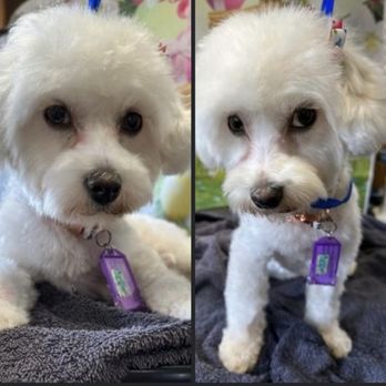 Toy House Dogs - Pet Groomers Near Me - Walnut Creek, California