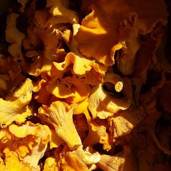 Farm Bloomington - Freshly foraged chanterelles - New American Near Me - Bloomington, Indiana Farm Bloomington - Freshly foraged chanterelles - New American Near Me - Bloomington, Indiana