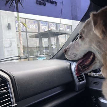 Mindful Veterinary Care - Veterinary - Veterinarians Near Me - Lake Worth, Florida Mindful Veterinary Care - Veterinary - Veterinarians Near Me - Lake Worth, Florida
