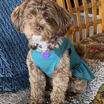 PEGGY ADAMS ANIMAL RESCUE LEAGUE - Updated January 2025 - 95 Photos