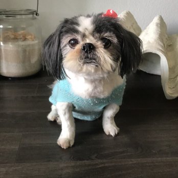 iPet Grooming - Maggie loves ipet grooming - Pet Groomers Near Me - San Dimas, California