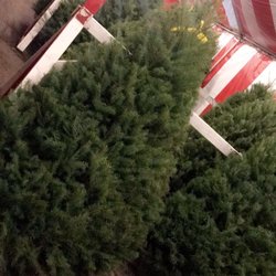 Christmas Trees - We found our tree