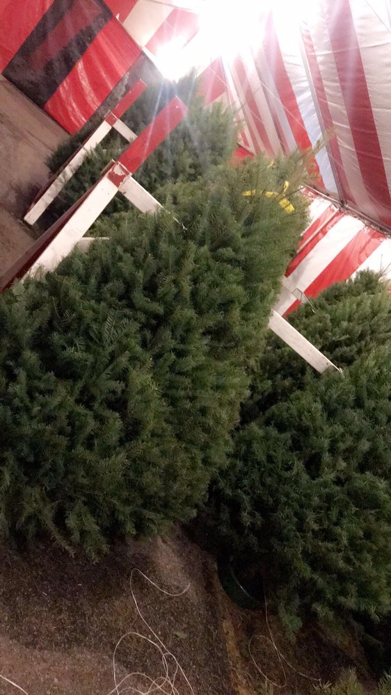 CHRISTMAS TREES 13014 Sherman Way, Los Angeles, CA Yelp