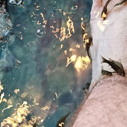 Fish Therapy