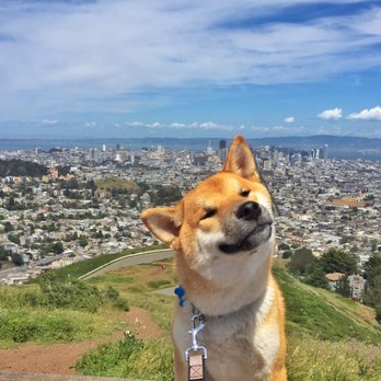 Sniff San Francisco - Dog Walkers Near Me Sniff San Francisco - Dog Walkers Near Me
